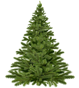 christmas tree, pine, christmas-1796131.jpg